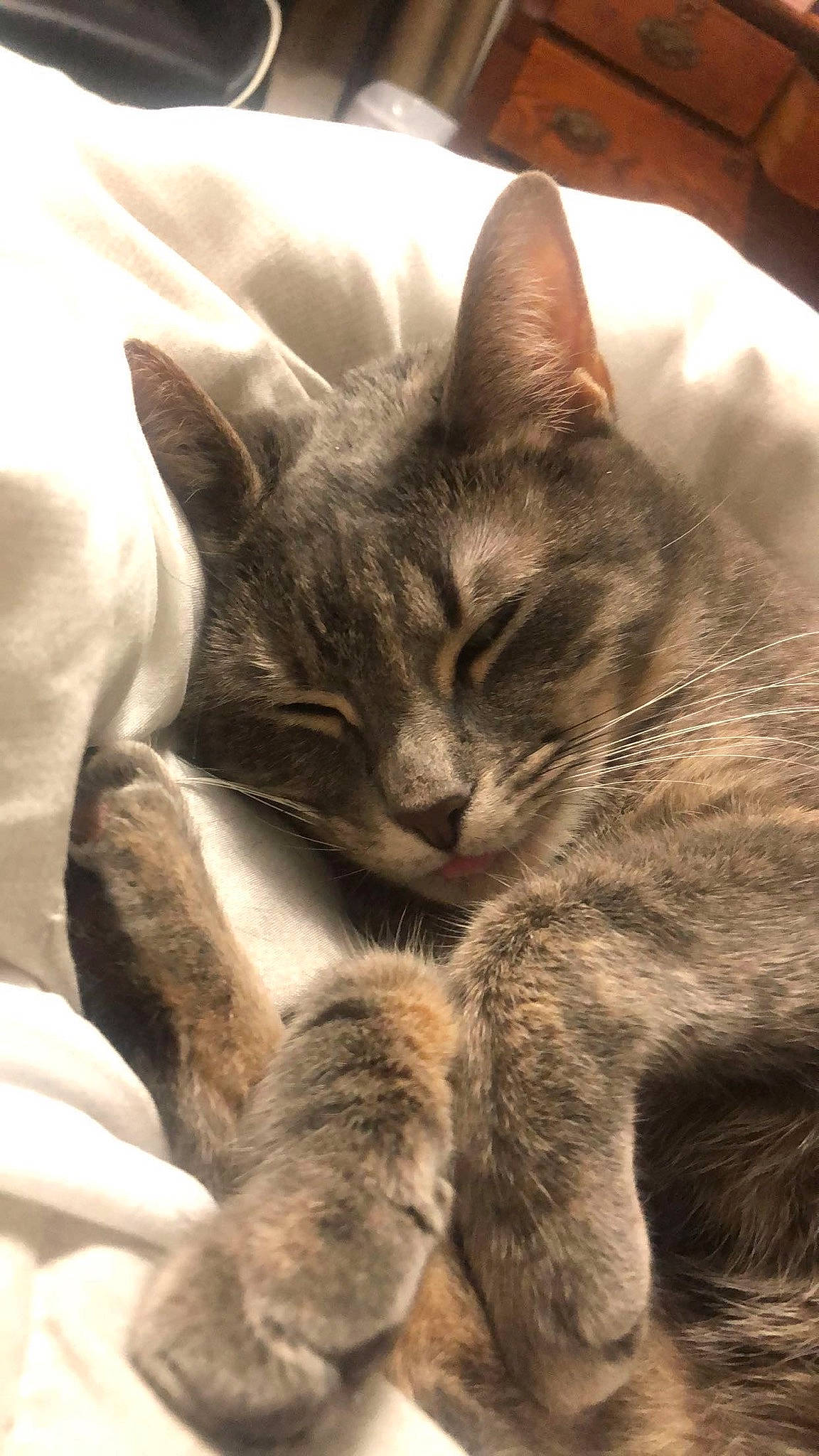 Addi joined the competition — help win amazing prizes! carnivore, cat, claw, comfort, domestic_short_haired_cat, felidae, fur, grey, nap, paw, sleep, small_to_medium_sized_cats, snout, terrestrial_animal, tree, whiskers, wildlife