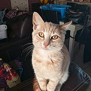 Rouky a rejoint le concours — aidez-le/la à gagner de superbes lots ! cat, tabby_cat, pet, animal, indoor, feline, whiskers, fur, sitting, leather, curious, orange, yellow_eyes, household, furniture, cozy, closeup, portrait, domestic, cute