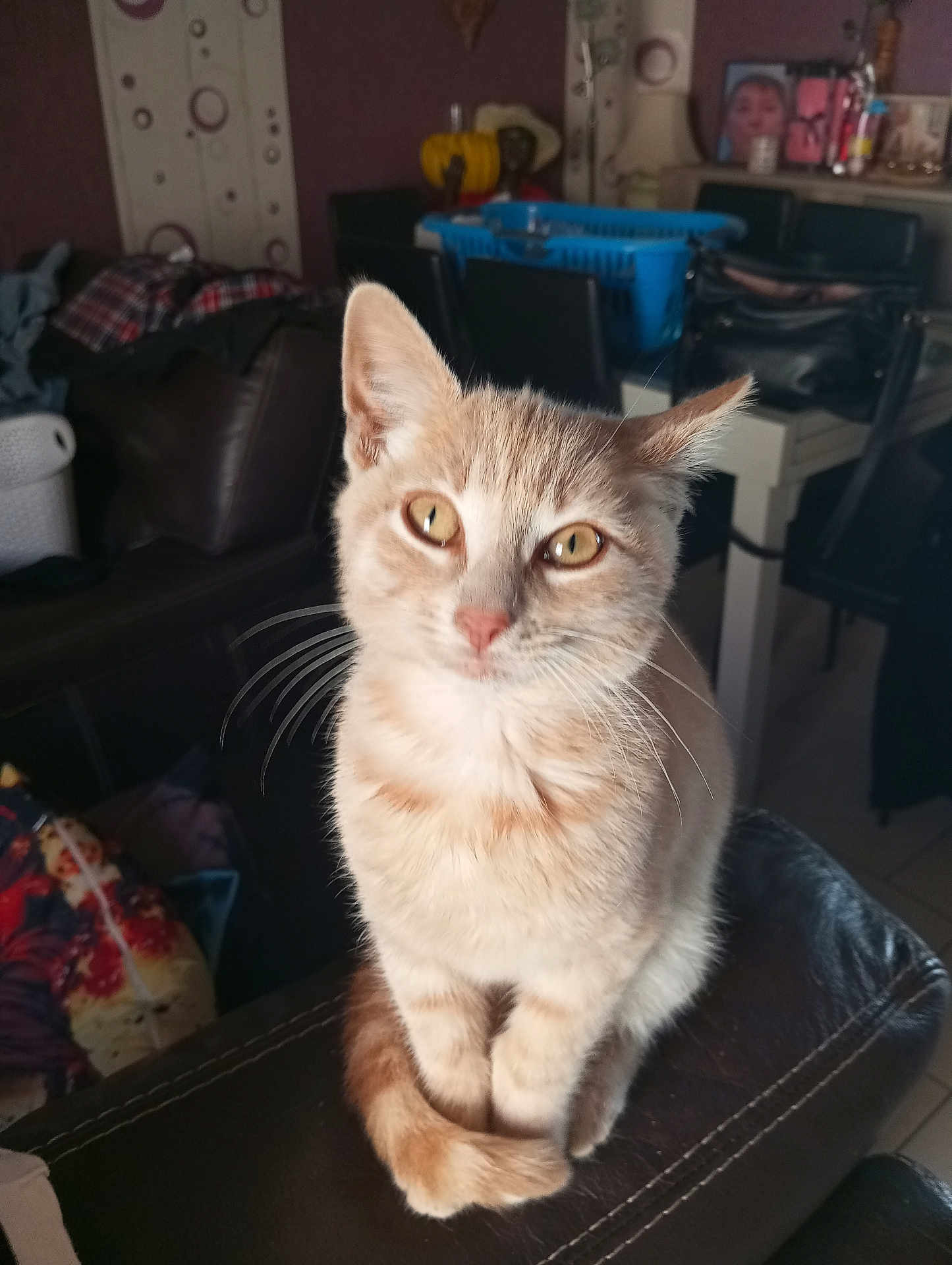 Rouky a rejoint le concours — aidez-le/la à gagner de superbes lots ! cat, tabby_cat, pet, animal, indoor, feline, whiskers, fur, sitting, leather, curious, orange, yellow_eyes, household, furniture, cozy, closeup, portrait, domestic, cute