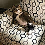 cat, feline, pet, animal, chair, armchair, patterned_fabric, indoor, relaxed, fur, whiskers, paws, tail, curious, sitting, cozy, home, domestic, comfortable, looking_at_camera