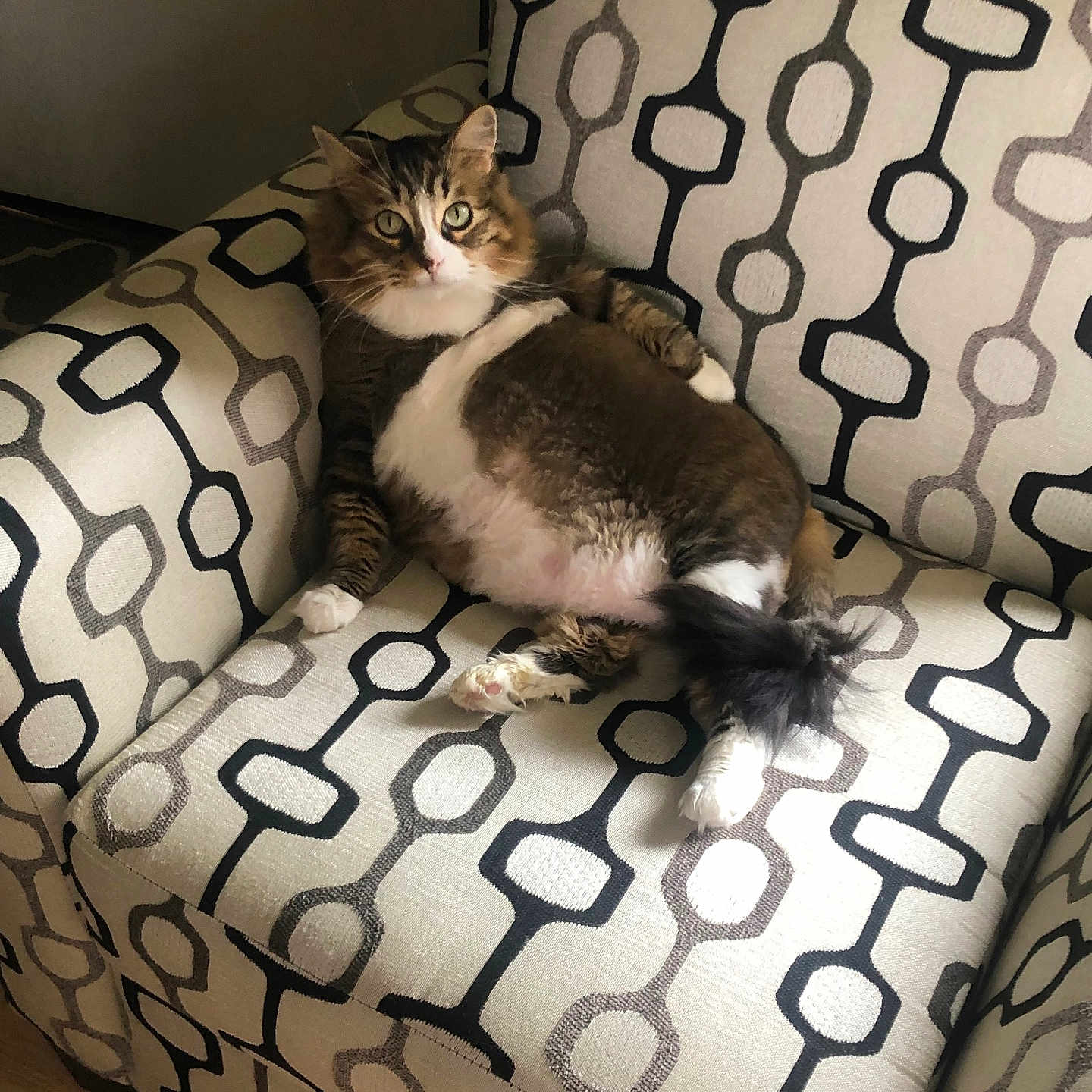 Choxel is registered to the contest to win money with this photo: animal, armchair, cat, chair, comfortable, cozy, curious, domestic, feline, fur, home, indoor, looking_at_camera, patterned_fabric, paws, pet, relaxed, sitting, tail, whiskers