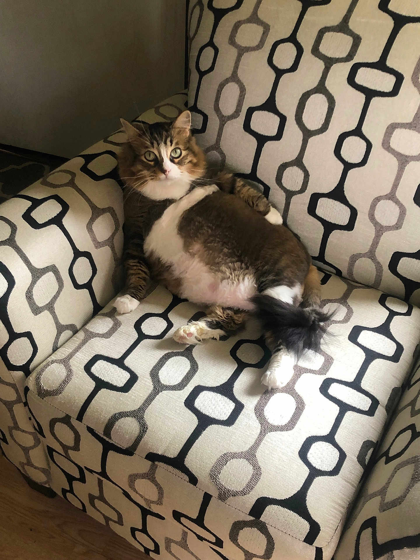 Choxel is registered to the contest to win money with this photo: cat, feline, pet, animal, chair, armchair, patterned_fabric, indoor, relaxed, fur, whiskers, paws, tail, curious, sitting, cozy, home, domestic, comfortable, looking_at_camera