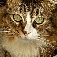 Choxel joined the competition — help win amazing prizes! cat, tabby, close_up, green_eyes, whiskers, fluffy_fur, pet, animal, feline, relaxed, indoor, cozy, blanket, texture, brown, white, portrait, ears, face, resting