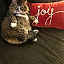 Choxel joined the competition — help win amazing prizes! cat, tabby_cat, fluffy, white_paws, couch, pillow, red_pillow, joy, indoor, pet, animal, feline, sitting, fur, cute, relaxed, cozy, home, comfort, looking