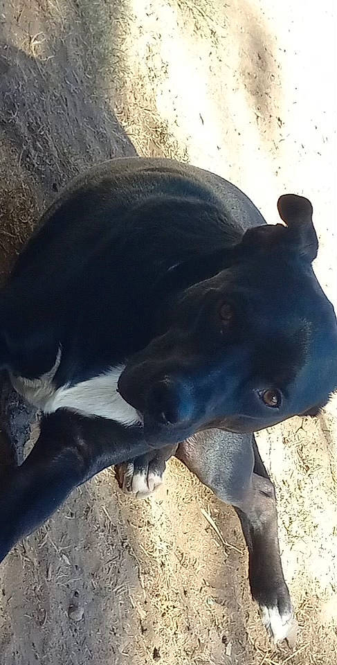 Blu is registered to the contest to win money with this photo: borador, canidae, carnivore, dog, dog_breed, electric_blue, fawn, hunting_dog, natural_material, non_sporting_group, shadow, sporting_group, tail, terrestrial_animal, tints_and_shades, whiskers, working_animal, working_dog