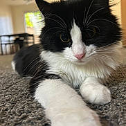 Luna is registered to the contest to win money with this photo: animal, black_and_white, carpet, cat, close_up, curious, feline, fluffy, focused, fur, house, indoor, paw, pet, pink_nose, portrait, relaxed, soft_light, stretching, whiskers