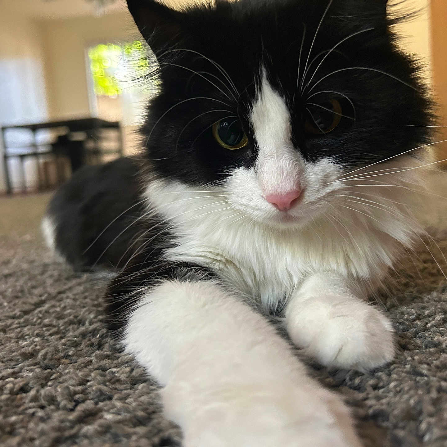 Luna