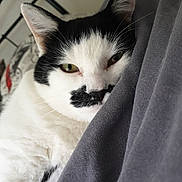 Dolphi participe au concours pour gagner de l'argent avec cette photo : cat, black_and_white, lying_down, close_up, bed, gray_fabric, indoor, pet, feline, resting, relaxed, whiskers, ears, nose, fur, sleepy, cozy, home, comfort, portrait