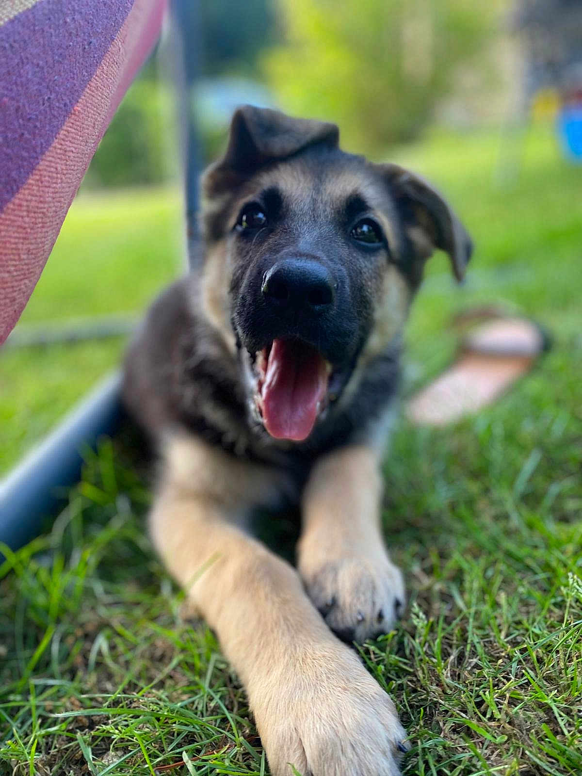 Castielle a rejoint le concours — aidez-le/la à gagner de superbes lots ! animal, blurred_background, canine, close_up, dog, ears, front_paws, fur, german_shepherd, grass, grass_blades, happy, nature, outdoor, pet, playful, puppy, resting, tongue_out, young_dog