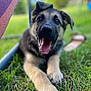 Castielle participe au concours pour gagner de l'argent avec cette photo : animal, blurred_background, canine, close_up, dog, ears, front_paws, fur, german_shepherd, grass, grass_blades, happy, nature, outdoor, pet, playful, puppy, resting, tongue_out, young_dog