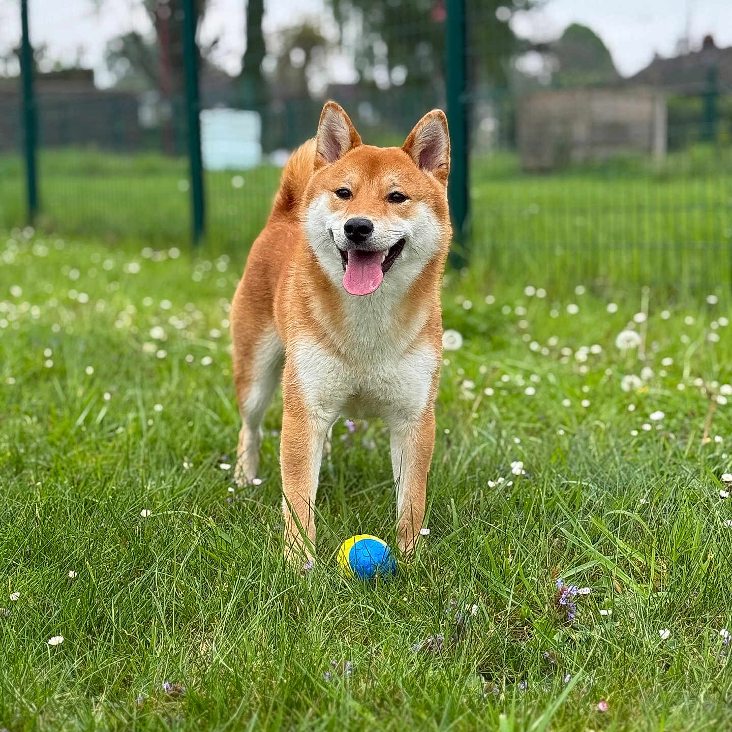 Yuki a rejoint le concours — aidez-le/la à gagner de superbes lots ! animal, ball, canine, dog, field, football, grass, grassland, green, lawn, nature, outdoors, pet, plant, soccer, soccerball, sphere, sport, tennis, tennisball