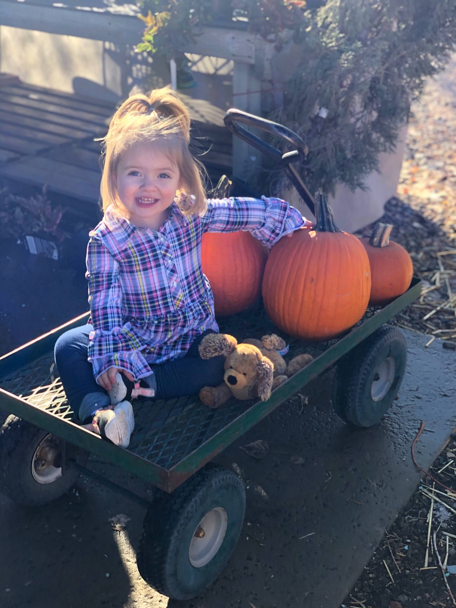 Joslyn is registered to the contest to win money with this photo: calabaza, cart, child, joy, person, plant, pumpkin, sitting, smile, toddler, tree, vehicle, wagon