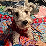 dog, pet, red_sweater, colorful_blanket, curious, fluffy, indoor, hand, cozy, patterned, cute, animal, small_dog, furry, looking_up, resting, home, domestic, comfort, soft