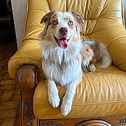 Vixie participe au concours pour gagner de l'argent avec cette photo : dog, blue_eyes, leather_chair, yellow, tongue_out, happy, pet, indoor, fur, canine, resting, smiling, wooden_armrest, floor_tiles, home, animal, portrait, relaxed, friendly, domestic