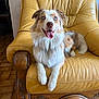 dog, blue_eyes, leather_chair, yellow, tongue_out, happy, pet, indoor, fur, canine, resting, smiling, wooden_armrest, floor_tiles, home, animal, portrait, relaxed, friendly, domestic