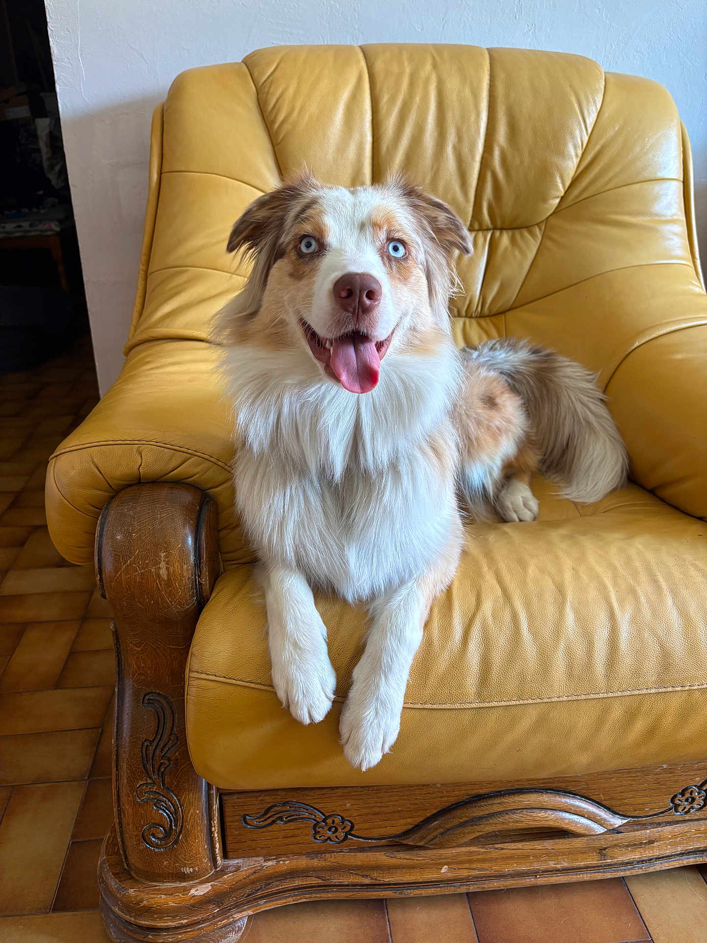 Vixie participe au concours pour gagner de l'argent avec cette photo : dog, blue_eyes, leather_chair, yellow, tongue_out, happy, pet, indoor, fur, canine, resting, smiling, wooden_armrest, floor_tiles, home, animal, portrait, relaxed, friendly, domestic