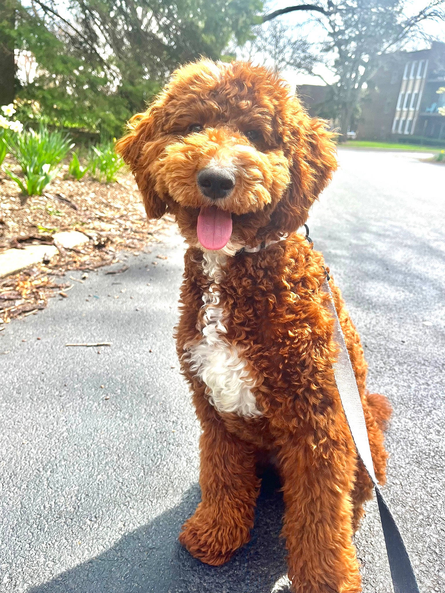 Pretzel is registered to the contest to win money with this photo: canidae, carnivore, companion_dog, dog, dog_breed, dog_collar, fur, liver, plant, poodle, sporting_group, terrier, tree, water_dog, working_animal