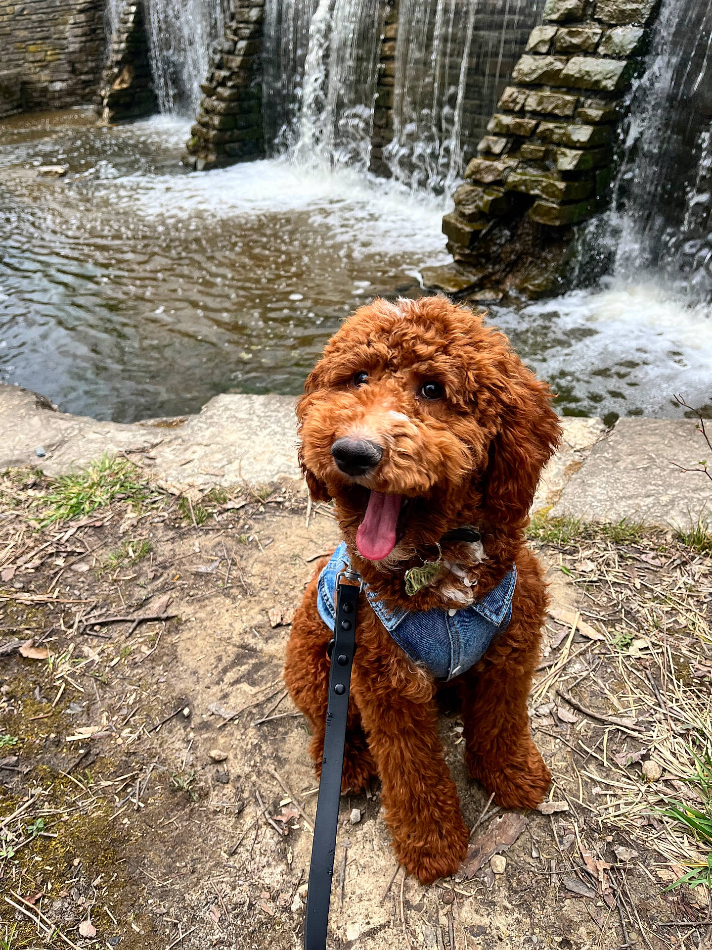 Pretzel is registered to the contest to win money with this photo: canidae, carnivore, companion_dog, dog, dog_breed, fawn, fluvial_landforms_of_streams, liver, natural_landscape, poodle, rock, snout, soil, sporting_group, stream, terrier, water, water_dog, waterfall, working_animal