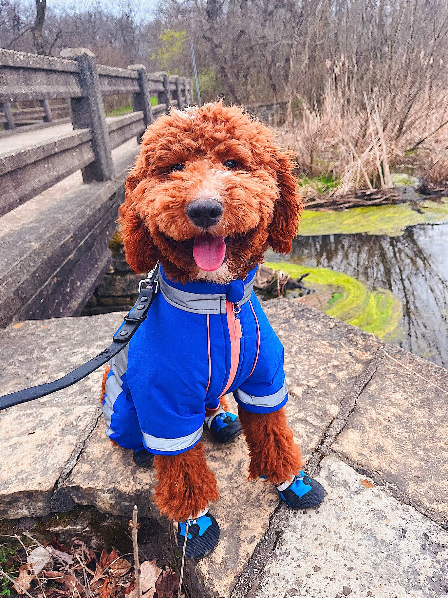 Pretzel is registered to the contest to win money with this photo: canidae, carnivore, collar, companion_dog, dog, dog_breed, dog_clothes, dog_collar, dog_supply, electric_blue, fun, pet_supply, plant, poodle, sky, snout, sporting_group, tree, water, water_dog