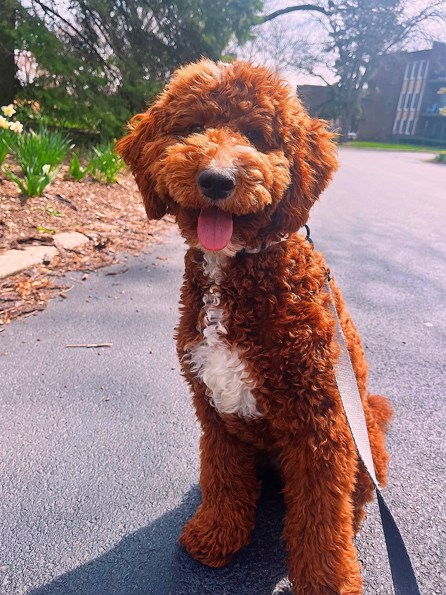 Pretzel is registered to the contest to win money with this photo: canidae, carnivore, companion_dog, dog, dog_breed, dog_collar, fur, liver, non_sporting_group, plant, poodle, snout, sporting_group, terrier, toy_dog, tree, water_dog, working_animal