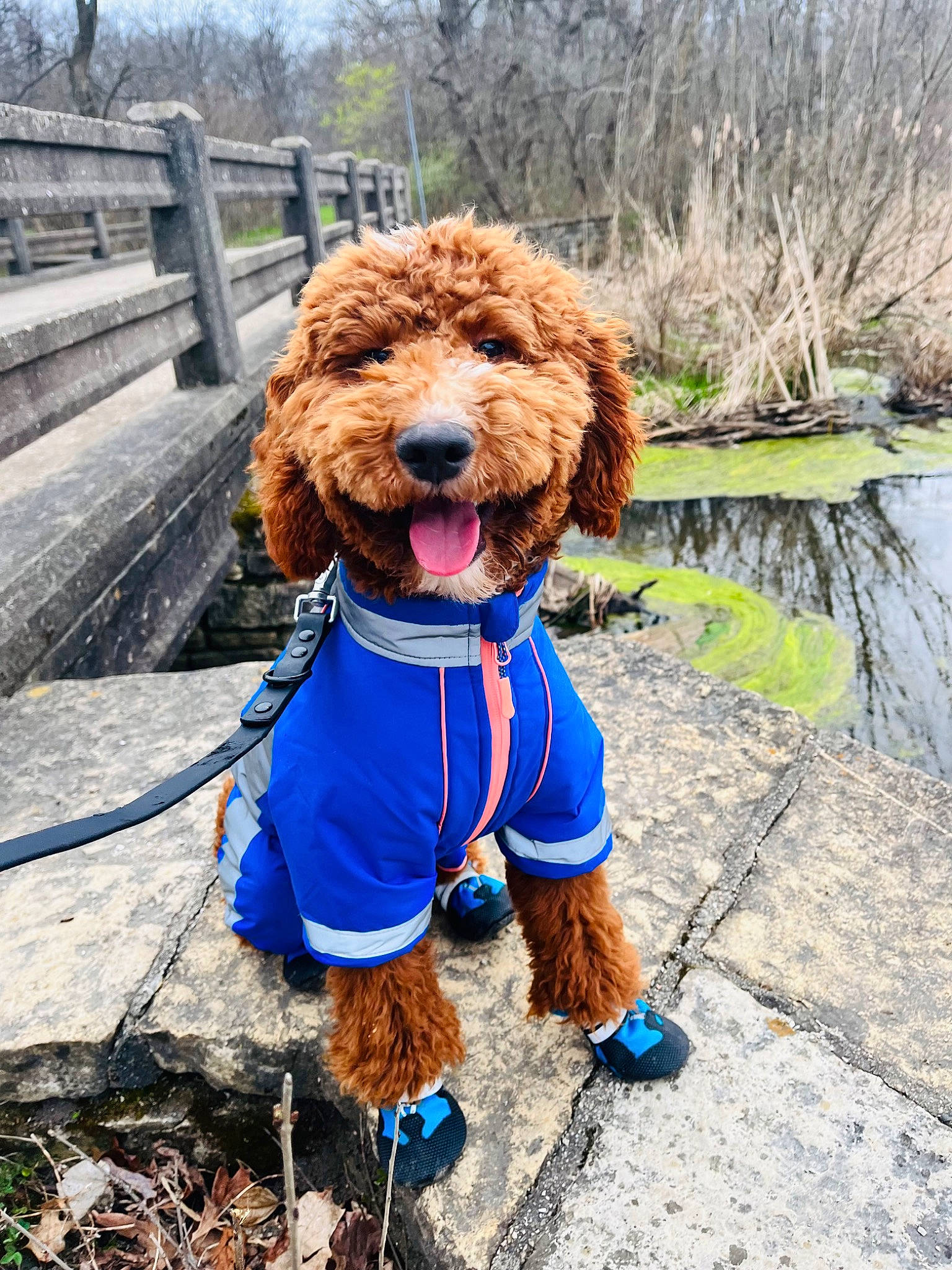 Pretzel is registered to the contest to win money with this photo: canidae, carnivore, collar, companion_dog, dog, dog_breed, dog_clothes, dog_collar, dog_supply, leash, liver, pet_supply, plant, poodle, sky, snout, sporting_group, tree, water, water_dog