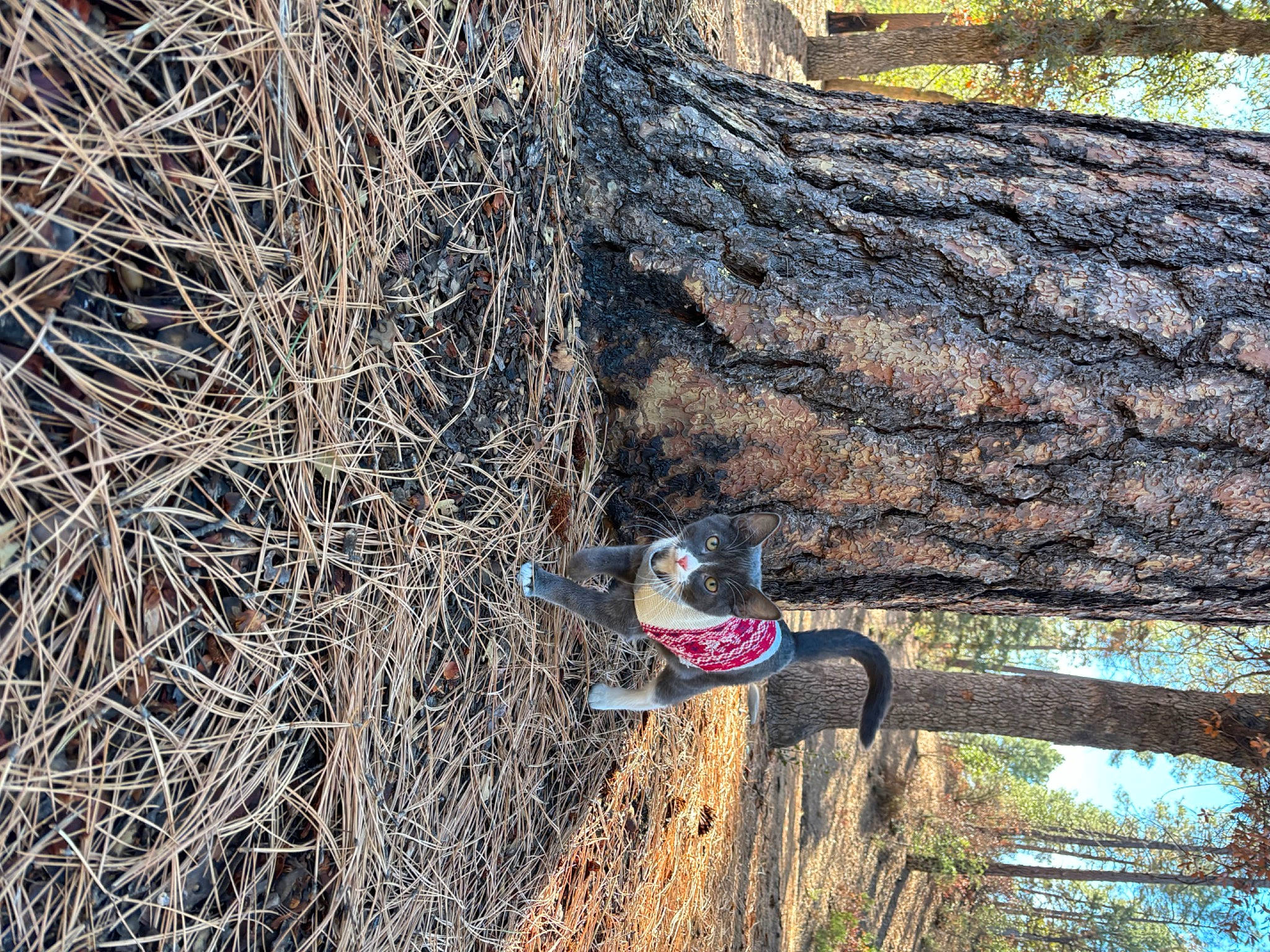 Slick is registered to the contest to win money with this photo: adventure, automotive_tire, bedrock, bicycle_wheel, cycling, forest, grass, landscape, nature_reserve, northern_hardwood_forest, plant, recreation, soil, tire, tree, trunk, twig, vehicle, wood, woodland