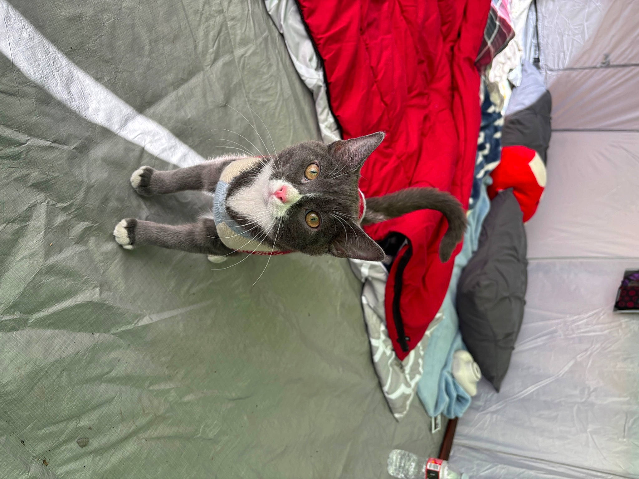 Slick joined the competition — help win amazing prizes! bag, black_cat, canidae, carmine, carnivore, cat, claw, comfort, domestic_short_haired_cat, felidae, fur, hat, human_leg, linens, small_to_medium_sized_cats, snout, sporting_group, tail, whiskers