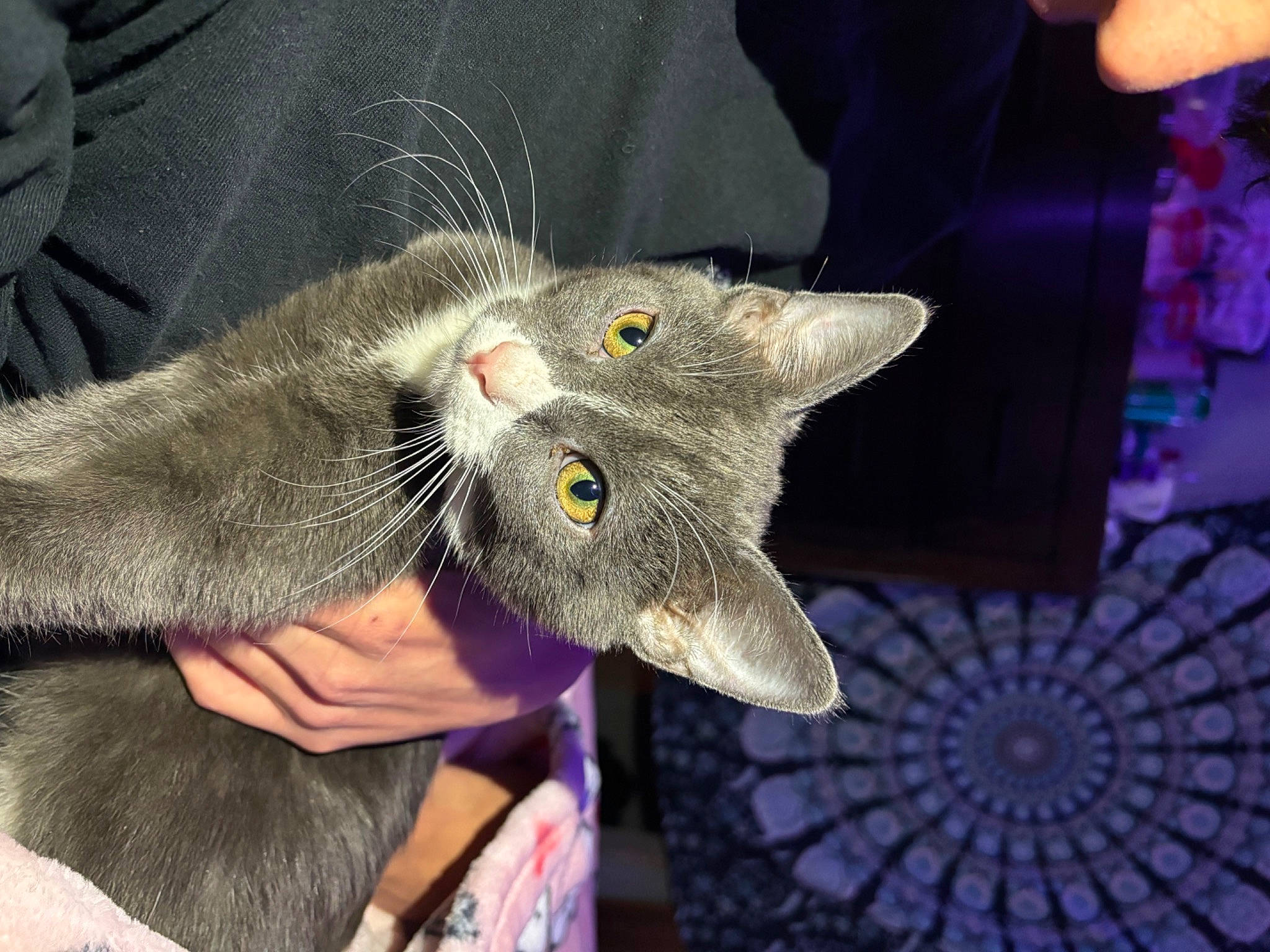 Slick is registered to the contest to win money with this photo: carnivore, cat, claw, domestic_short_haired_cat, ear, electric_blue, fashion_accessory, felidae, fur, gesture, paw, plant, russian_blue, small_to_medium_sized_cats, snout, tail, whiskers