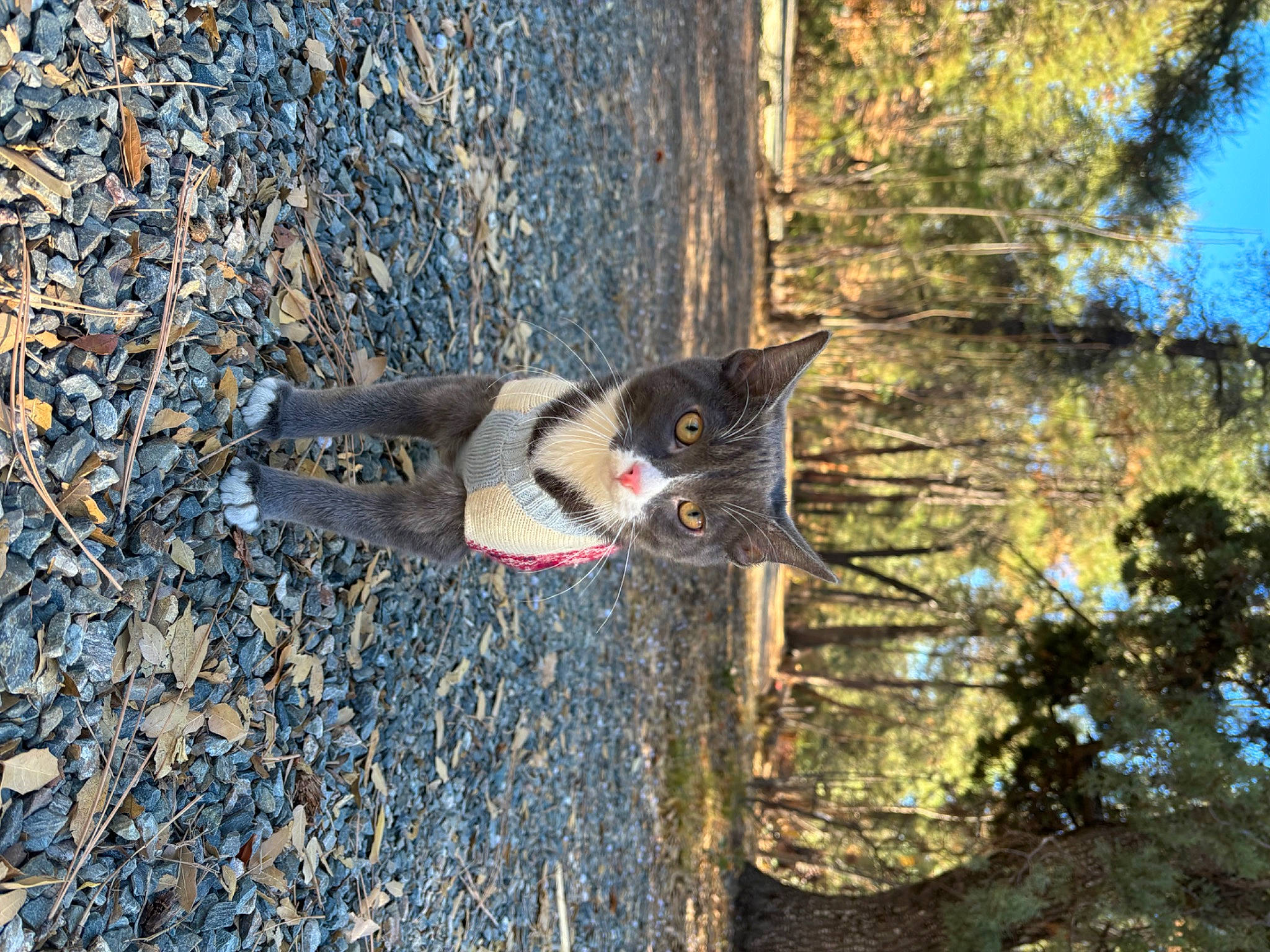 Slick joined the competition — help win amazing prizes! asphalt, beak, carnivore, cat, domestic_short_haired_cat, felidae, fur, grass, plant, sky, soil, sporting_group, tail, tree, trunk, twig, whiskers, wildlife, winter, wood