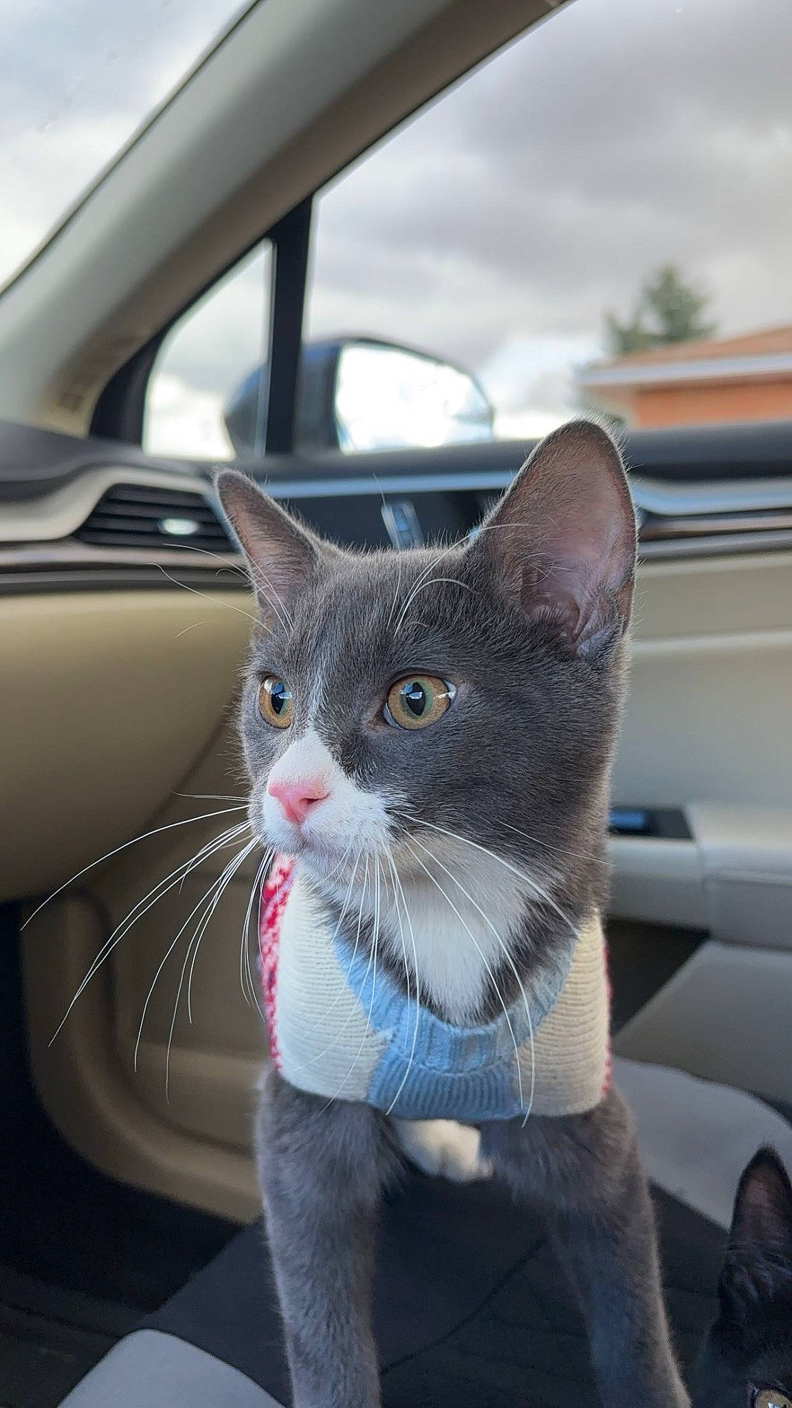 Slick joined the competition — help win amazing prizes! automotive_exterior, automotive_lighting, automotive_mirror, automotive_window_part, car, carnivore, cat, domestic_short_haired_cat, felidae, fur, grey, russian_blue, small_to_medium_sized_cats, snout, tail, vehicle, vehicle_door, whiskers, window, windshield