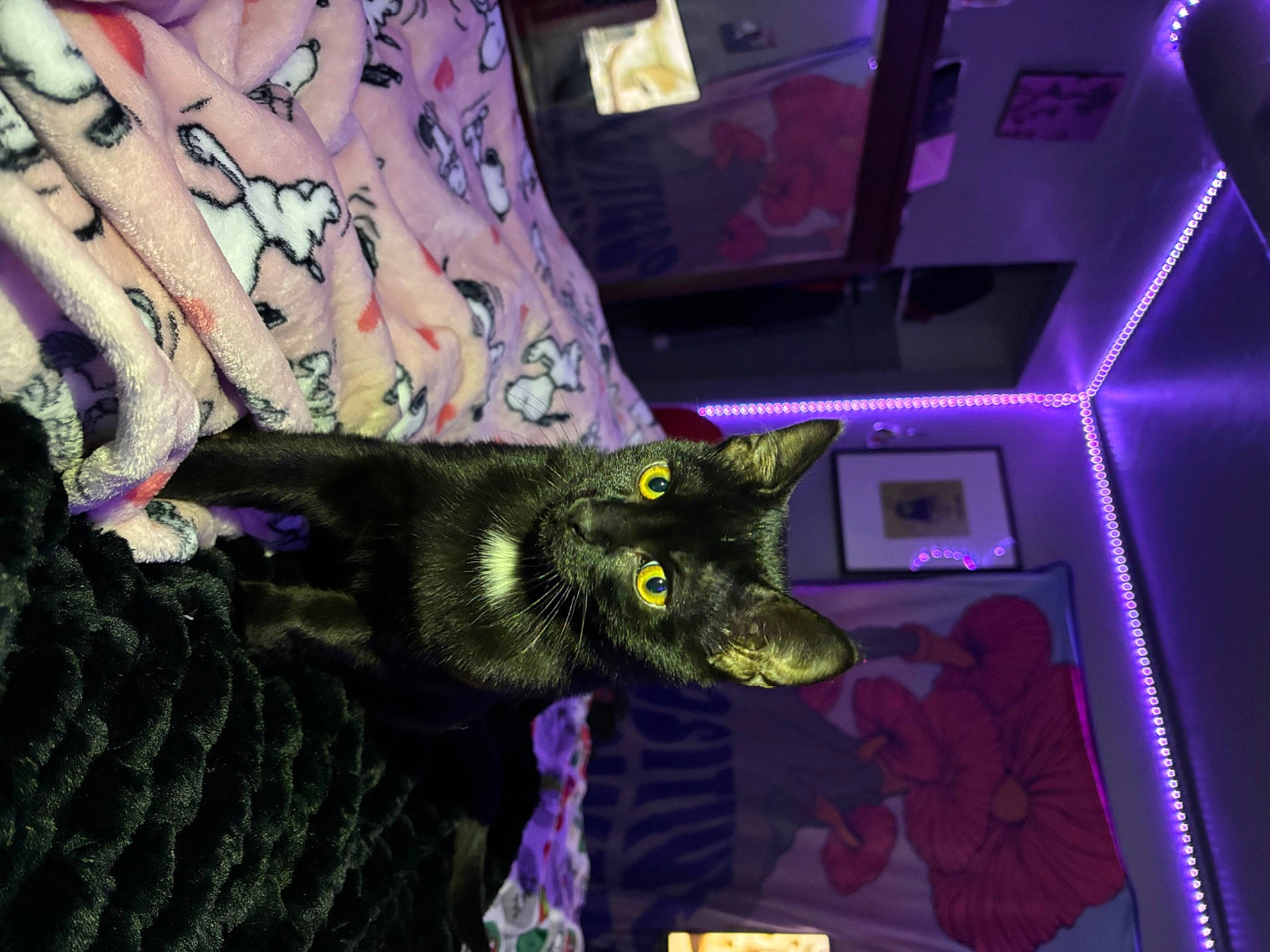 Oddy Nuff is registered to the contest to win money with this photo: carnivore, cat, couch, darkness, domestic_short_haired_cat, electric_blue, felidae, fictional_character, fur, human_leg, magenta, pattern, purple, room, small_to_medium_sized_cats, tail, violet, whiskers, woolen, woven_fabric