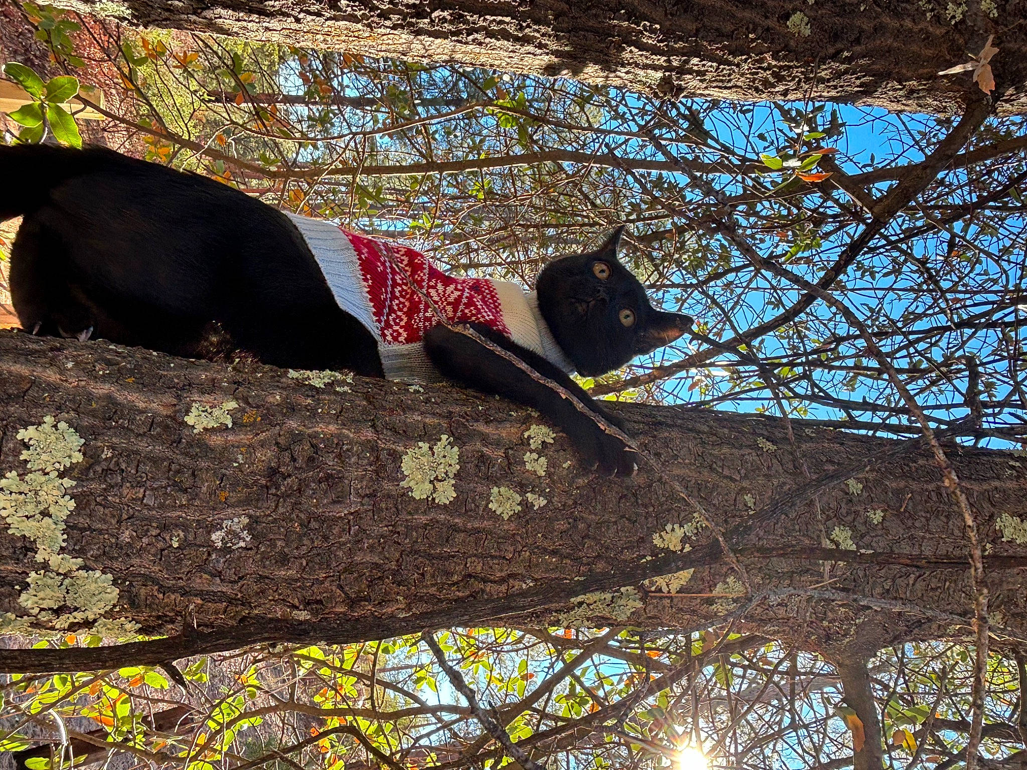 Oddy Nuff is registered to the contest to win money with this photo: beak, carnivore, deciduous, felidae, grass, leisure, pattern, people_in_nature, plant, recreation, rock, shadow, sky, sunglasses, tail, tints_and_shades, tree, trunk, twig, wood