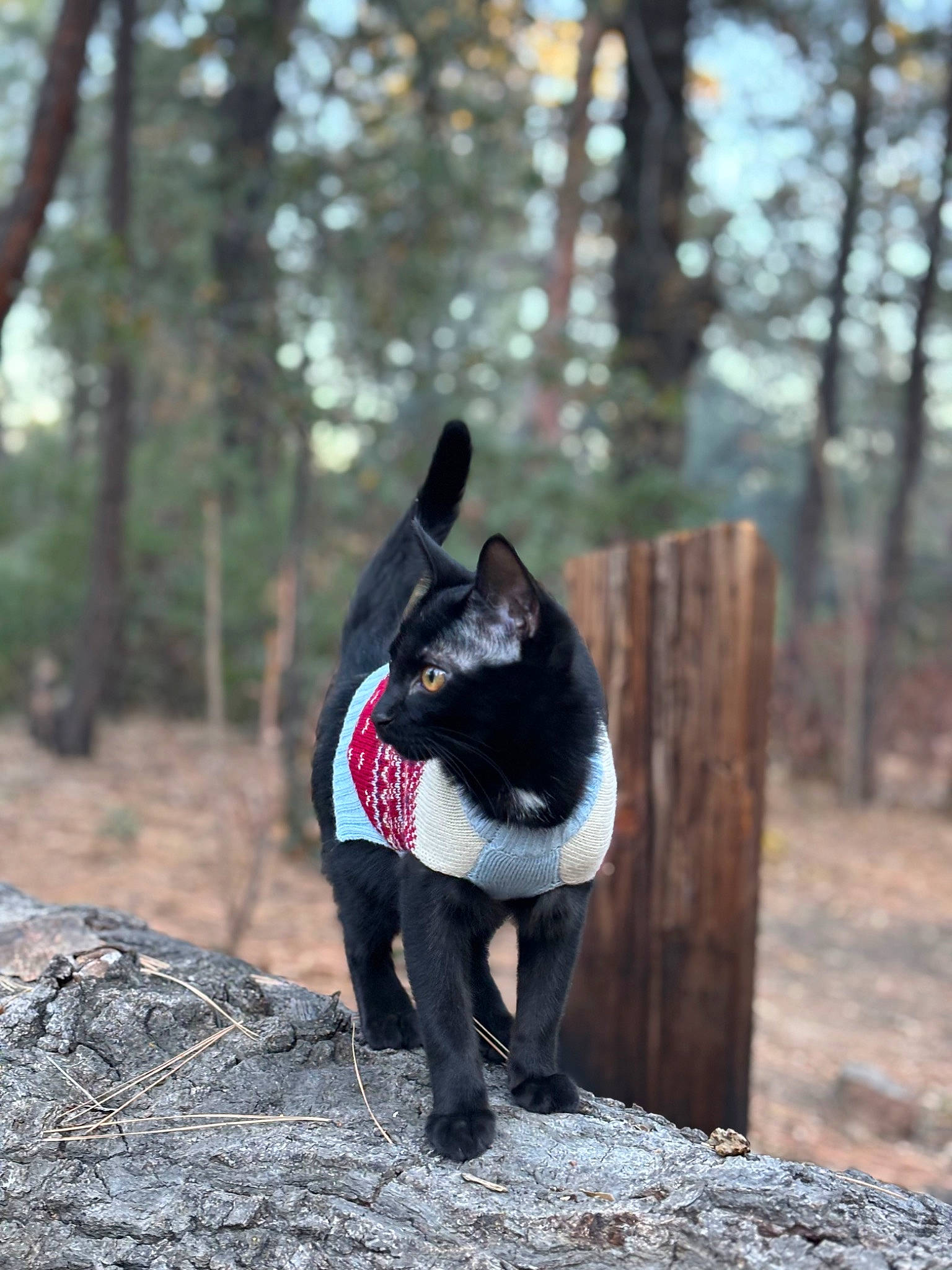 Oddy Nuff is registered to the contest to win money with this photo: beak, canidae, carmine, carnivore, dog_breed, felidae, flightless_bird, forest, fur, grass, plant, soil, sporting_group, tail, terrestrial_animal, tree, trunk, wildlife, wood, woodland