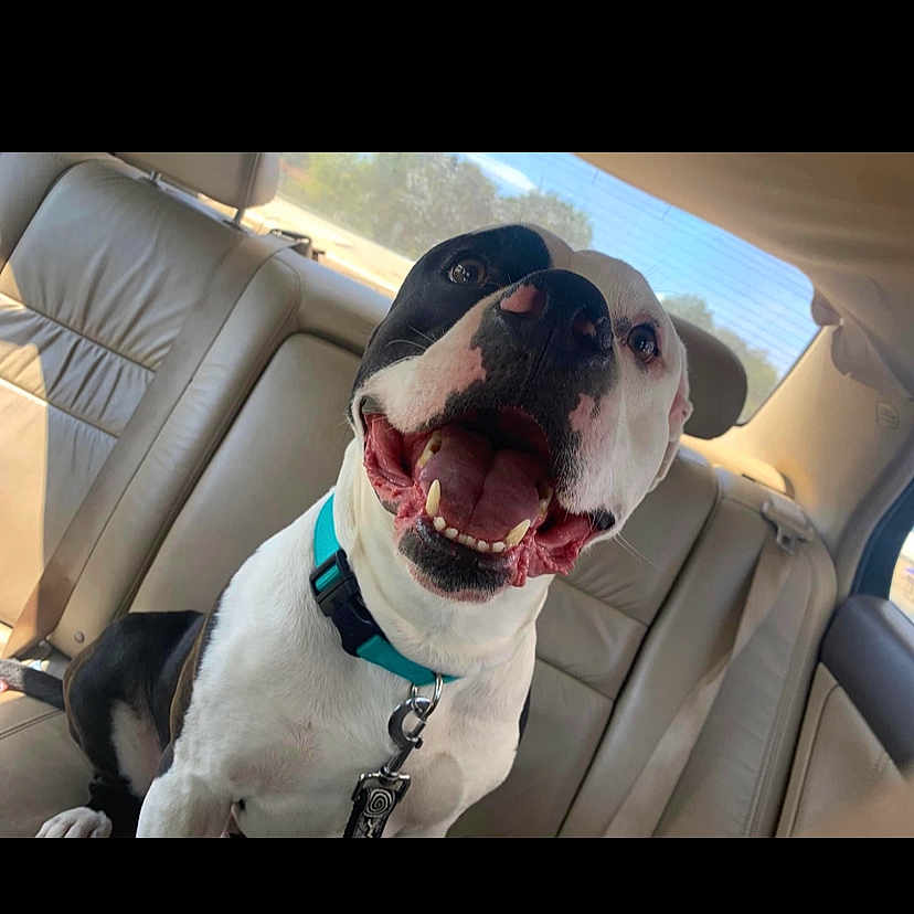 Cujo is registered to the contest to win money with this photo: auto_part, automotive_mirror, canidae, car, carnivore, collar, companion_dog, dog, dog_breed, dog_collar, eyewear, fawn, rear_view_mirror, snout, sporting_group, sunglasses, vehicle, vehicle_door, window, working_animal