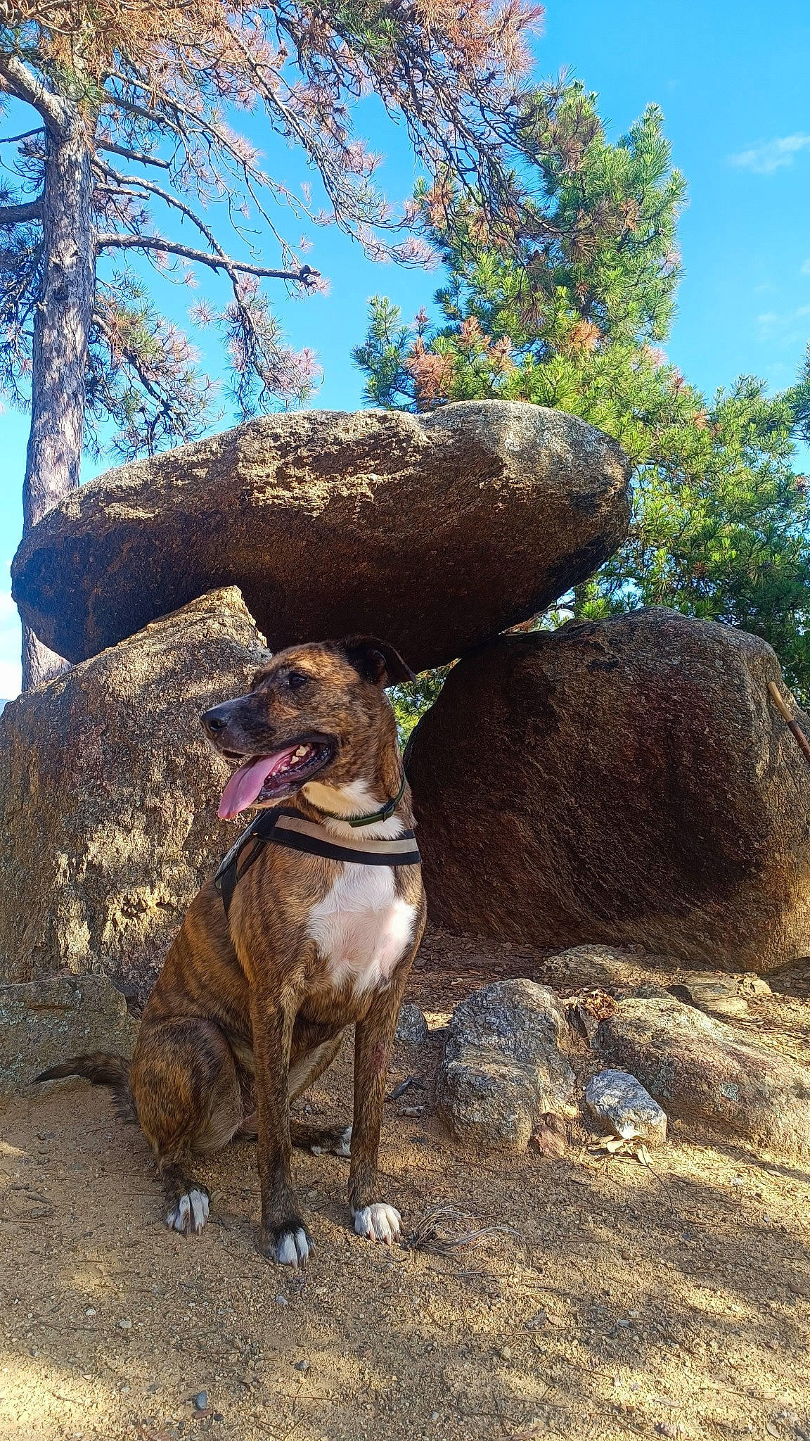 Bao a rejoint le concours — aidez-le/la à gagner de superbes lots ! adventure, bedrock, carnivore, collar, dog, dog_breed, dog_collar, fawn, landscape, leash, liver, plant, rampur_greyhound, rock, sky, soil, sporting_group, terrestrial_animal, tree, working_animal