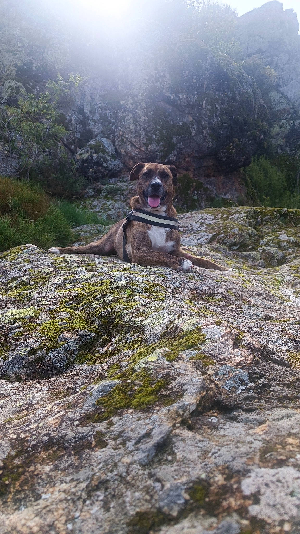 Bao a rejoint le concours — aidez-le/la à gagner de superbes lots ! bedrock, carnivore, dog, dog_breed, fell, grass, hill, hill_station, landscape, leisure, mountain, mountain_range, mountainous_landforms, outcrop, plant, recreation, sporting_group, tree, valley, working_animal