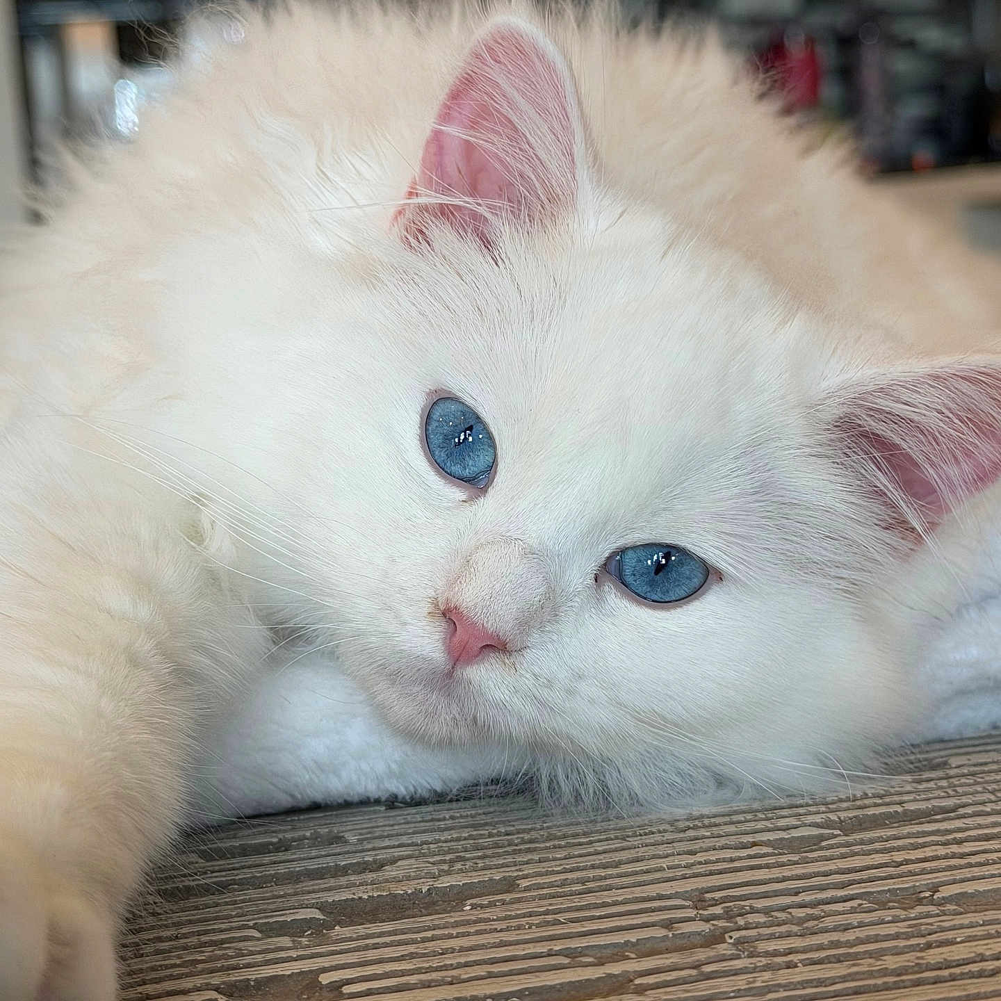 Aurora