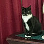 animal, black_and_white, cat, cozy, curious, curtain, domestic, eyes, feline, fur, green_cloth, indoor, looking, pet, shadow, sitting, table, tuxedo_cat, whiskers, wooden_table