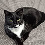 Bitty is registered to the contest to win money with this photo: animal, black_and_white, blanket, cat, close_up, cozy, cute, domestic_animal, feline, fur, green_eyes, indoor, pet, portrait, relaxed, resting, sleeping_area, texture, tuxedo_cat, whiskers