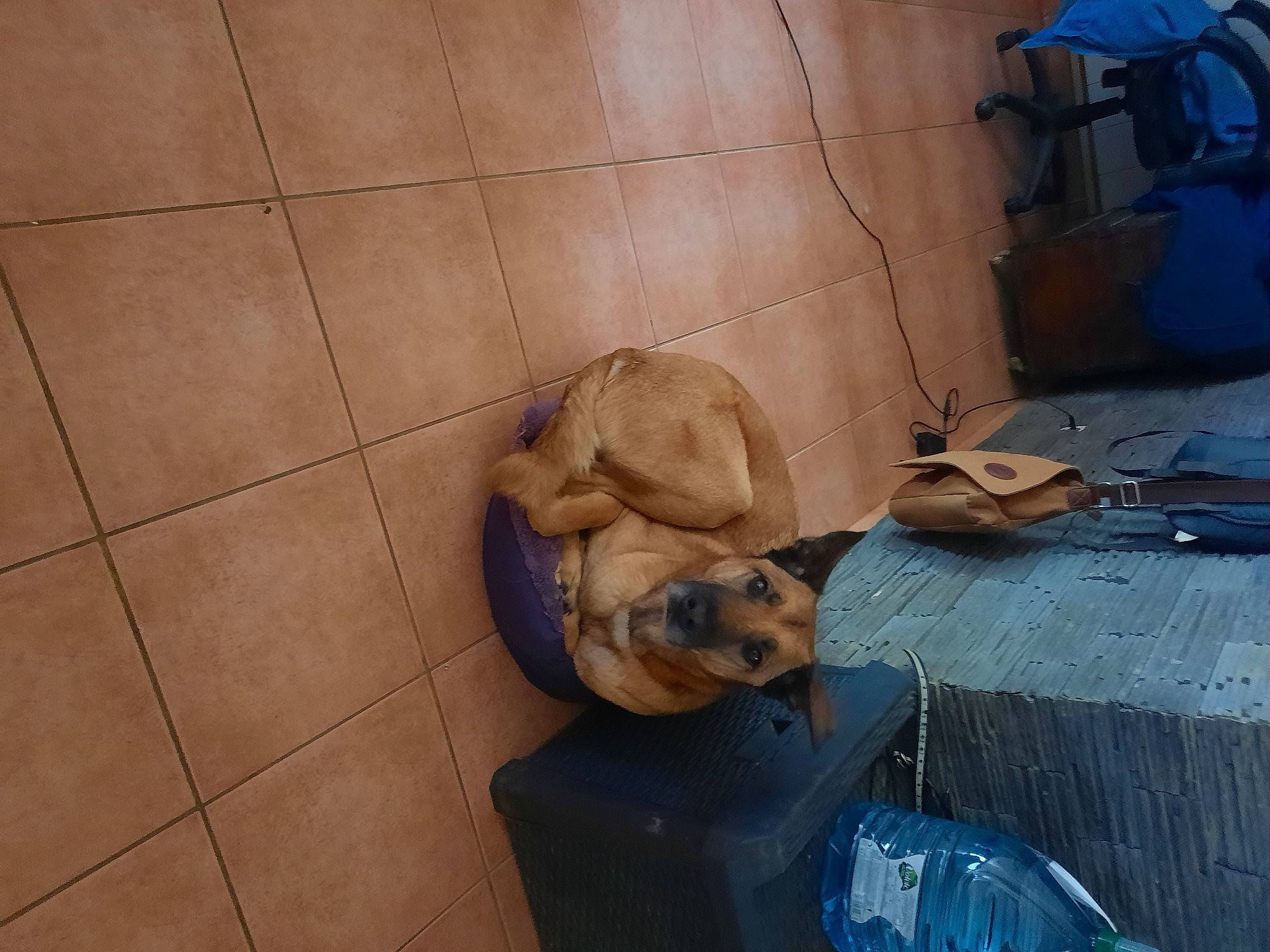 Bobo participe au concours pour gagner de l'argent avec cette photo : art, bag, blue, canidae, carnivore, comfort, companion_dog, concrete, dog, dog_breed, fawn, flooring, hardwood, pet_supply, snout, sporting_group, tile_flooring, wood, working_animal