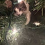 cat, christmas_tree, christmas_lights, holiday, festive, greenery, animal, pet, curious, twinkling_lights, branches, indoor, cute, feline, playful, decor, seasonal, closeup, nature, cozy