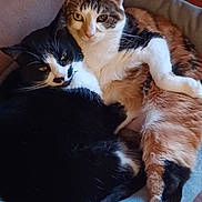 Pirouette participe au concours pour gagner de l'argent avec cette photo : cat, cats, calico_cat, black_and_white_cat, pet_bed, feline, animal, cute, snuggling, resting, indoor, cozy, fur, whiskers, ears, paw, relaxed, domestic_animal, companion, chair