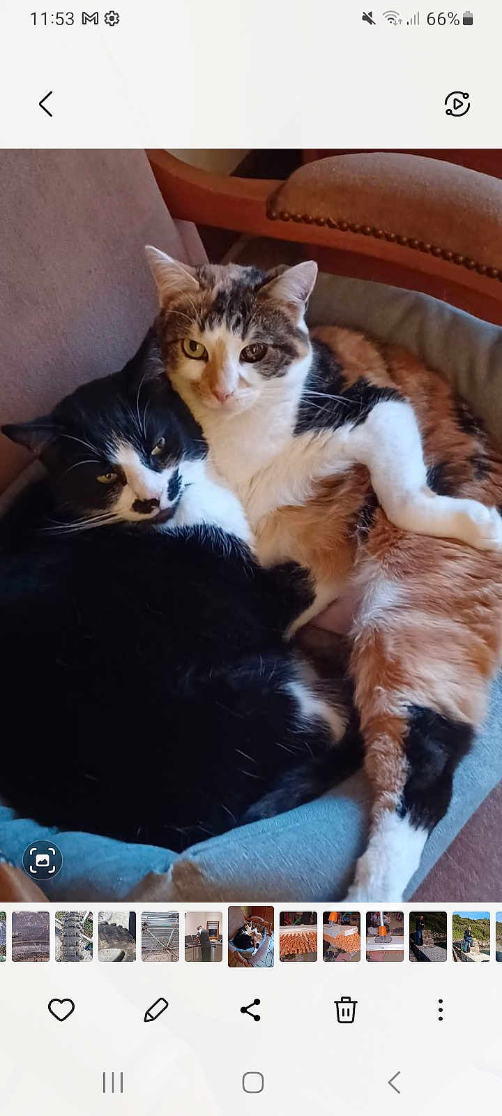 Pirouette participe au concours pour gagner de l'argent avec cette photo : cat, cats, calico_cat, black_and_white_cat, pet_bed, feline, animal, cute, snuggling, resting, indoor, cozy, fur, whiskers, ears, paw, relaxed, domestic_animal, companion, chair