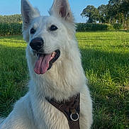 Reine participe au concours pour gagner de l'argent avec cette photo : dog, white_dog, outdoor, grass, field, harness, panting, ears, fluffy, canine, nature, sunlight, blue_sky, trees, happy, pet, animal, muzzle, tongue, portrait