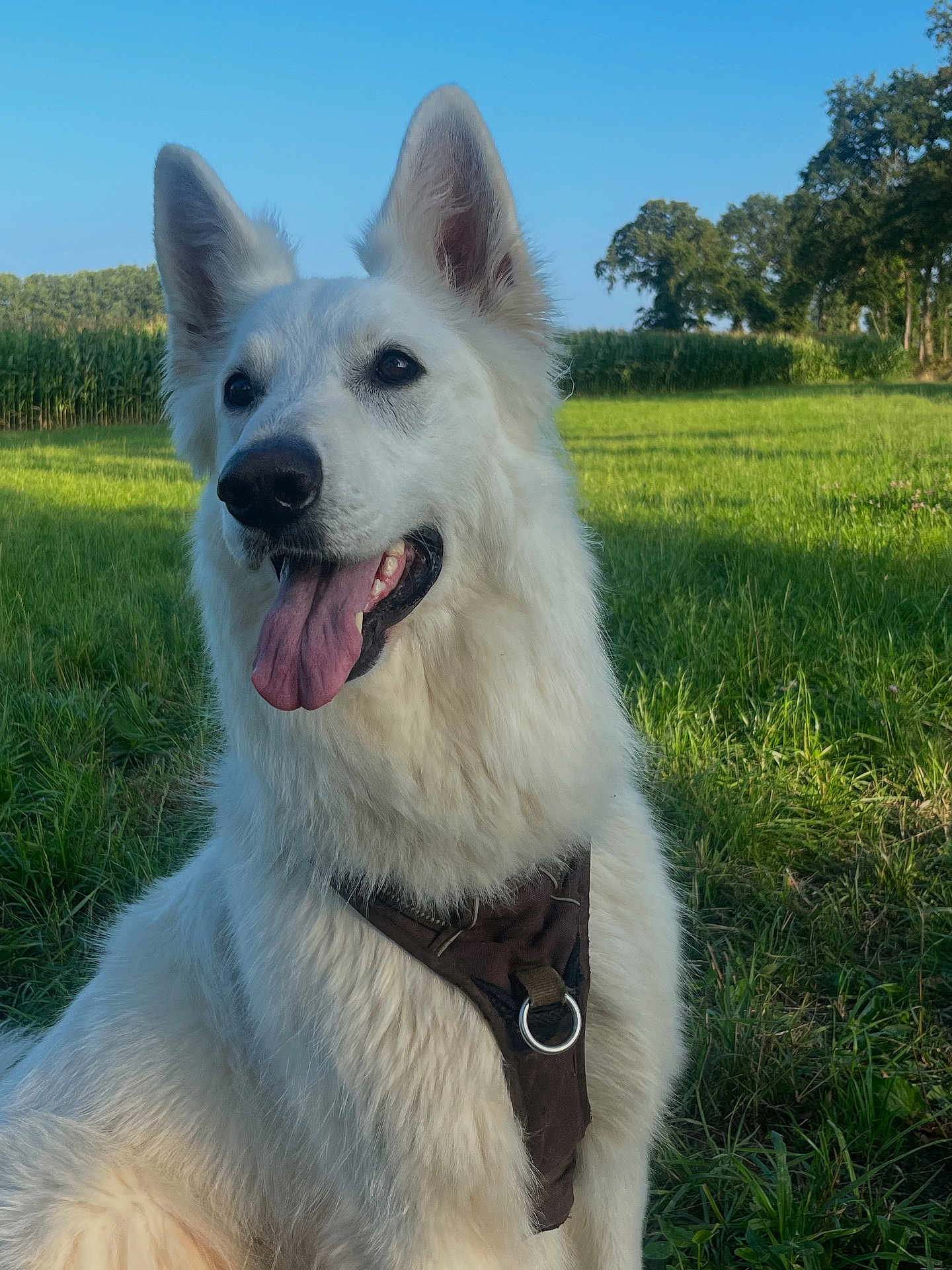 Reine participe au concours pour gagner de l'argent avec cette photo : dog, white_dog, outdoor, grass, field, harness, panting, ears, fluffy, canine, nature, sunlight, blue_sky, trees, happy, pet, animal, muzzle, tongue, portrait