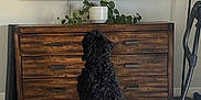 Lambo joined the competition — help win amazing prizes! dog, black_dog, curly_fur, carpet, television, woman_singing, microphone, wooden_dresser, plant, potted_plant, dumbbells, exercise_equipment, living_room, indoor, furniture, screen, home, pet, tail, watching