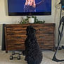 dog, black_dog, curly_fur, carpet, television, woman_singing, microphone, wooden_dresser, plant, potted_plant, dumbbells, exercise_equipment, living_room, indoor, furniture, screen, home, pet, tail, watching