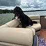 Lambo joined the competition — help win amazing prizes! dog, boat, lake, water, cloudy_sky, outdoor, seating, beige, furniture, wooden_floor, towel, striped, black_dog, white_paws, curly_fur, relaxing, nature, daytime, canine, pet