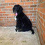 Lambo joined the competition — help win amazing prizes! puppy, dog, black, white, curly_fur, tongue_out, sitting, brick_wall, concrete_floor, outdoor, pet, young_dog, happy, cute, furry, animal, companion, portrait, side_view, paw