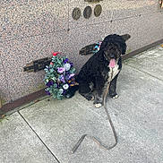 Lambo joined the competition — help win amazing prizes! dog, black_dog, leash, sidewalk, flower_arrangement, memorial_wall, plaque, concrete, outdoor, pet, tongue_out, sitting, curly_fur, resting, daylight, tribute, quiet, calm, background, nature